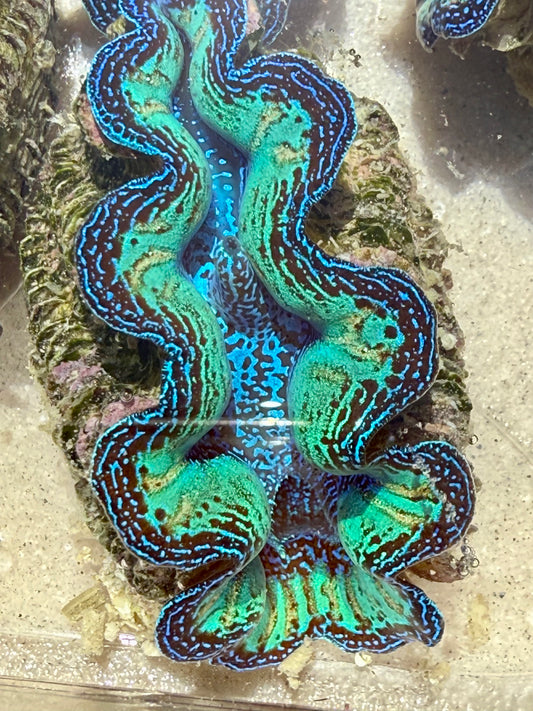 Ultra Rainbow Neon Crocea FT2 #2