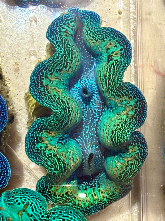 Crocea Crocea Clams – tagged