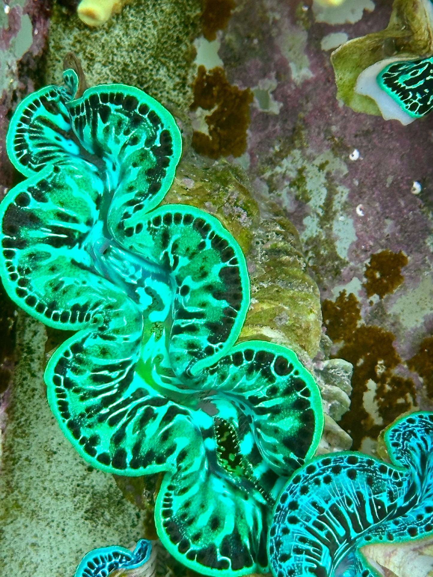 Maxima Clam