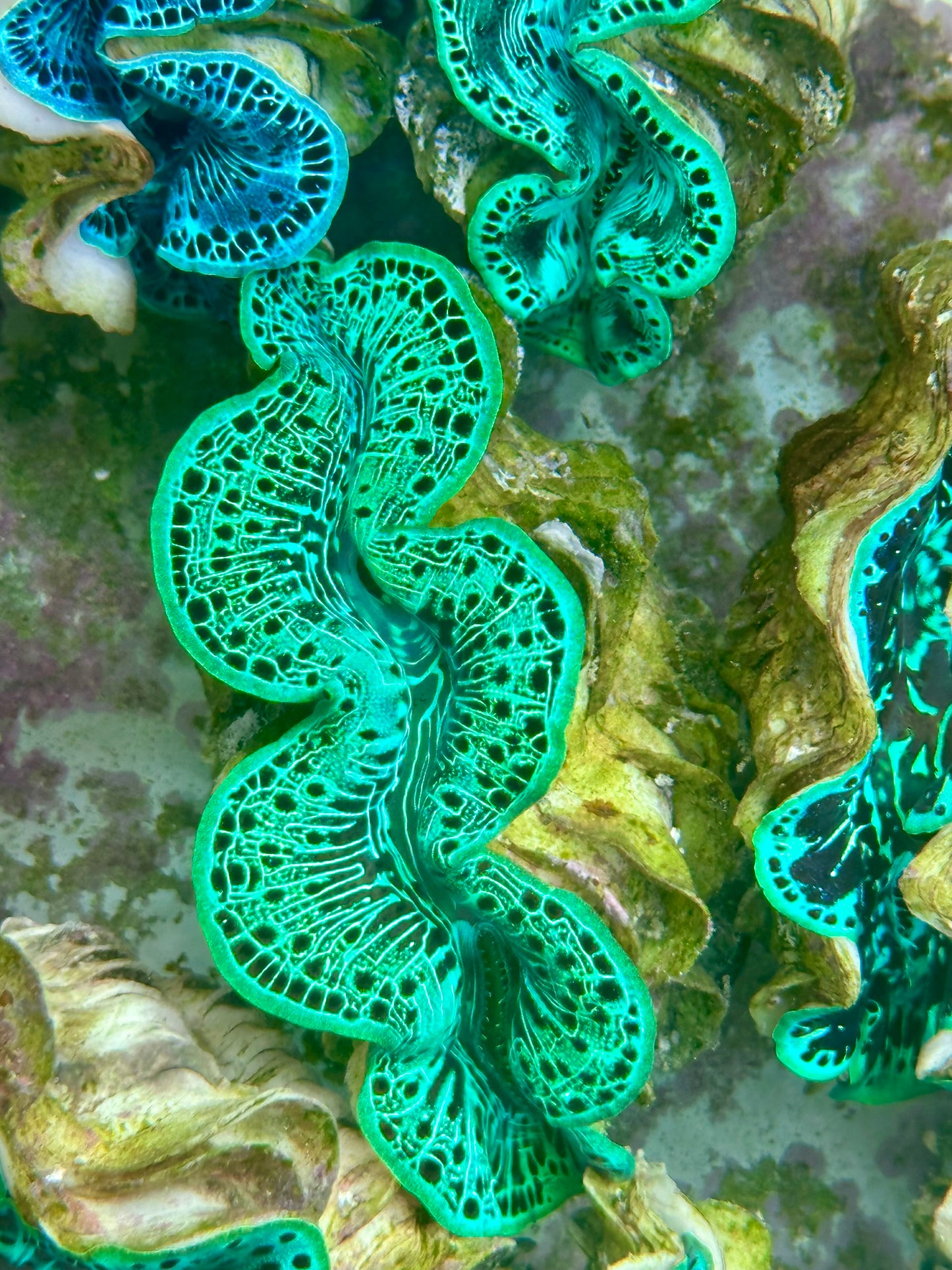 Maxima Clam