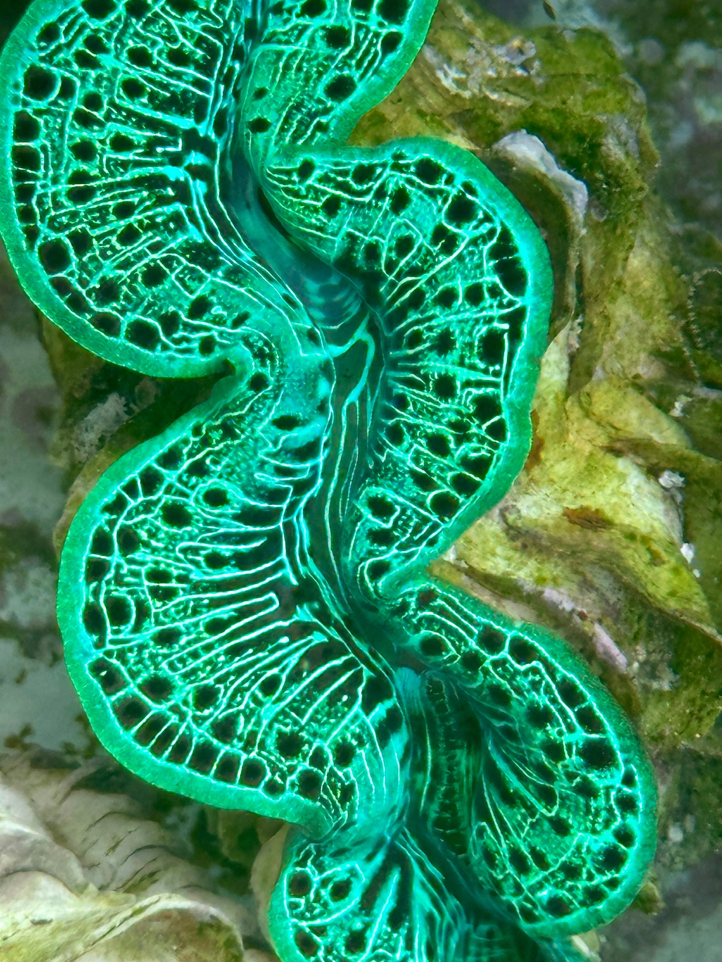 Maxima Clam