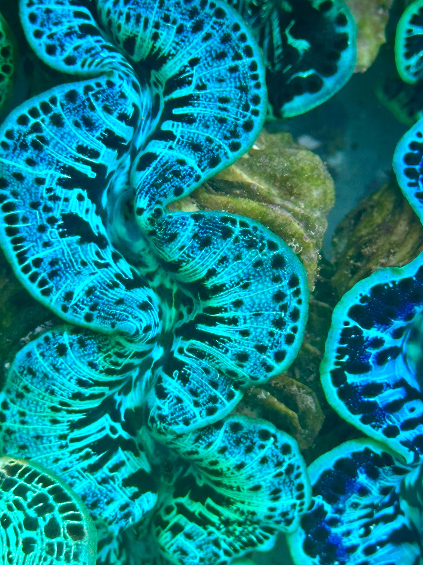 Maxima Clam