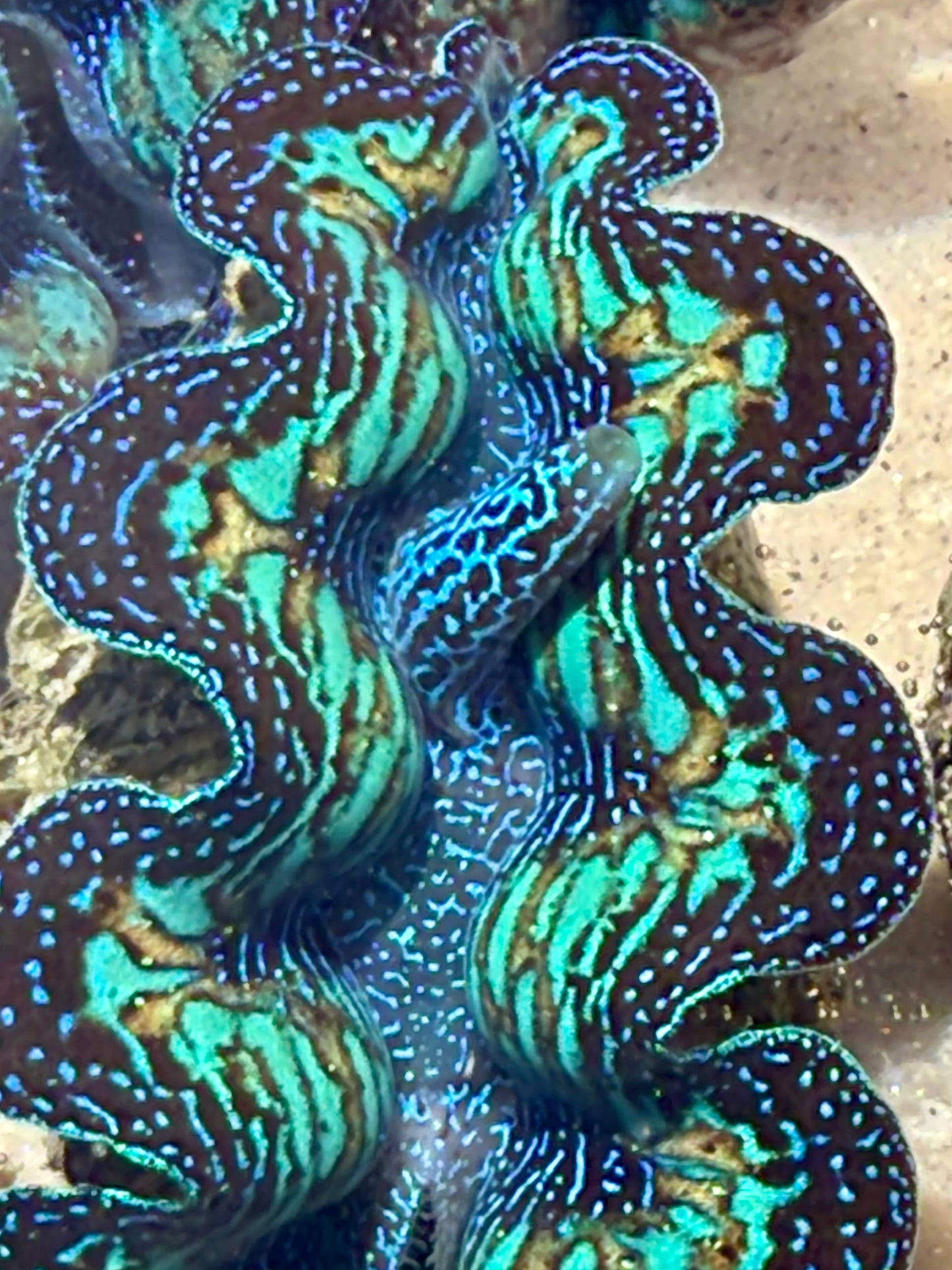 Ultimate Neon Green, Black with Blue Dots with Orange Lines Through out Crocea Rainbow FT3 #14