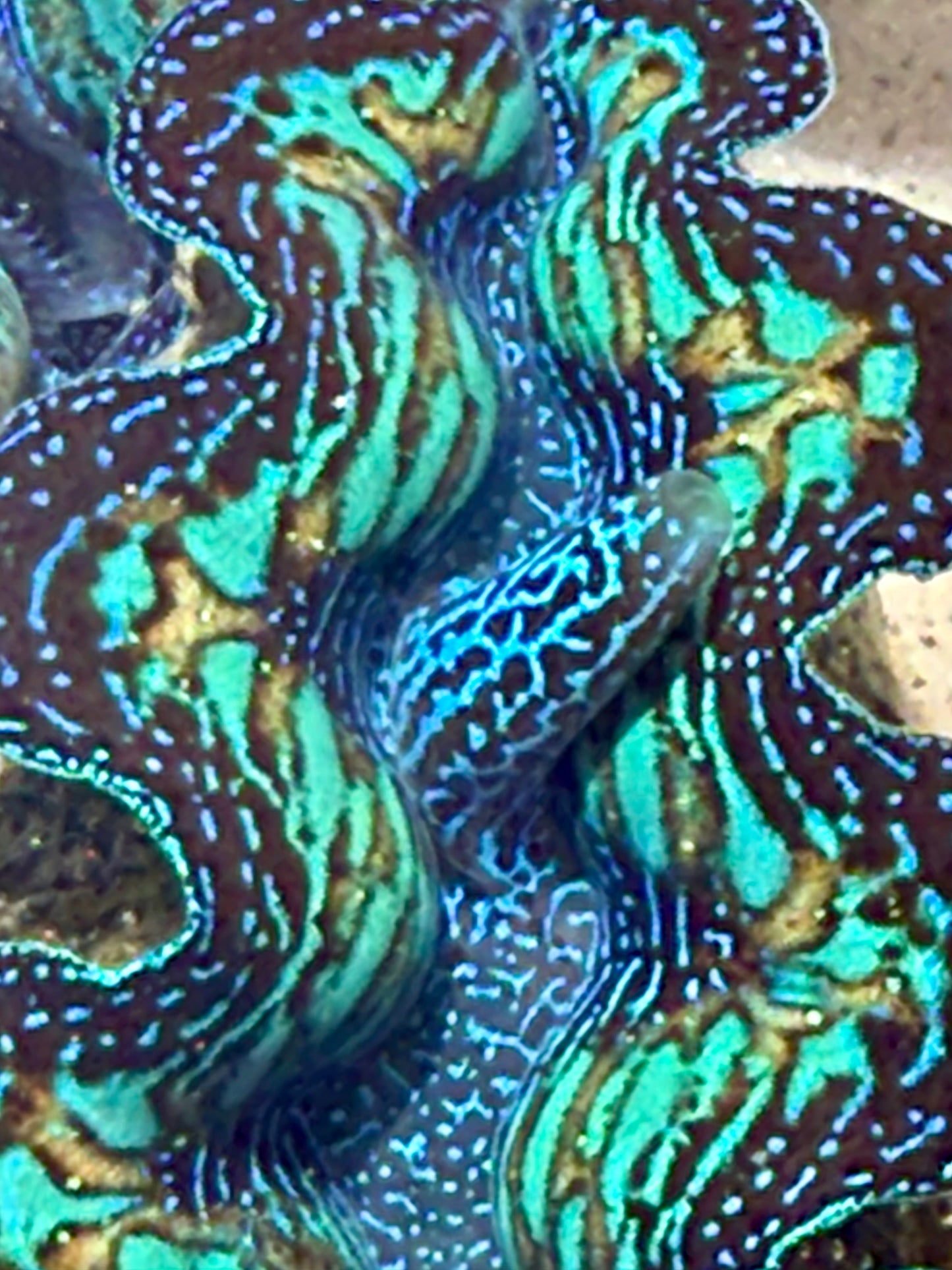 Ultimate Neon Green, Black with Blue Dots with Orange Lines Through out Crocea Rainbow FT3 #14