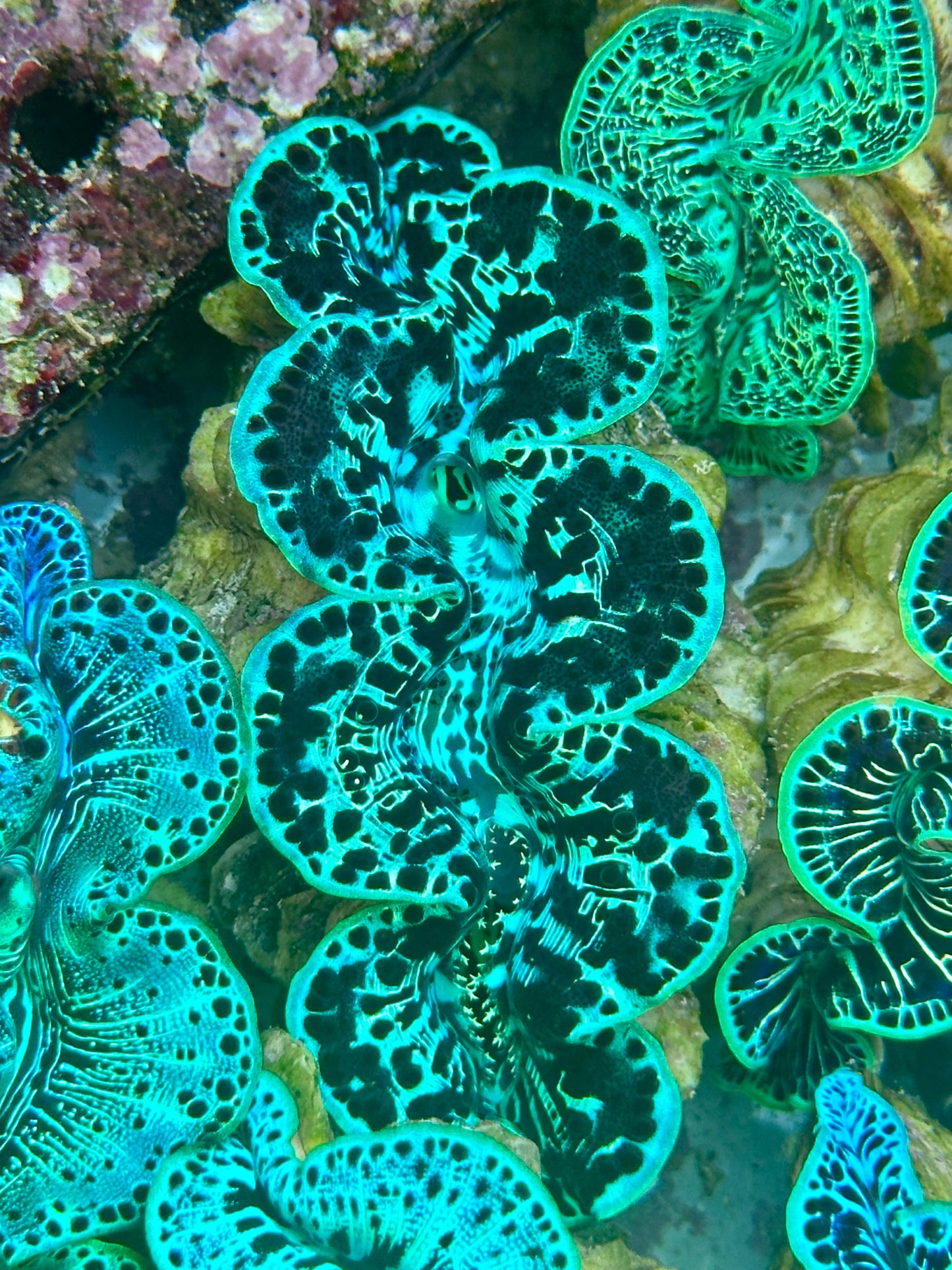 Maxima Clam