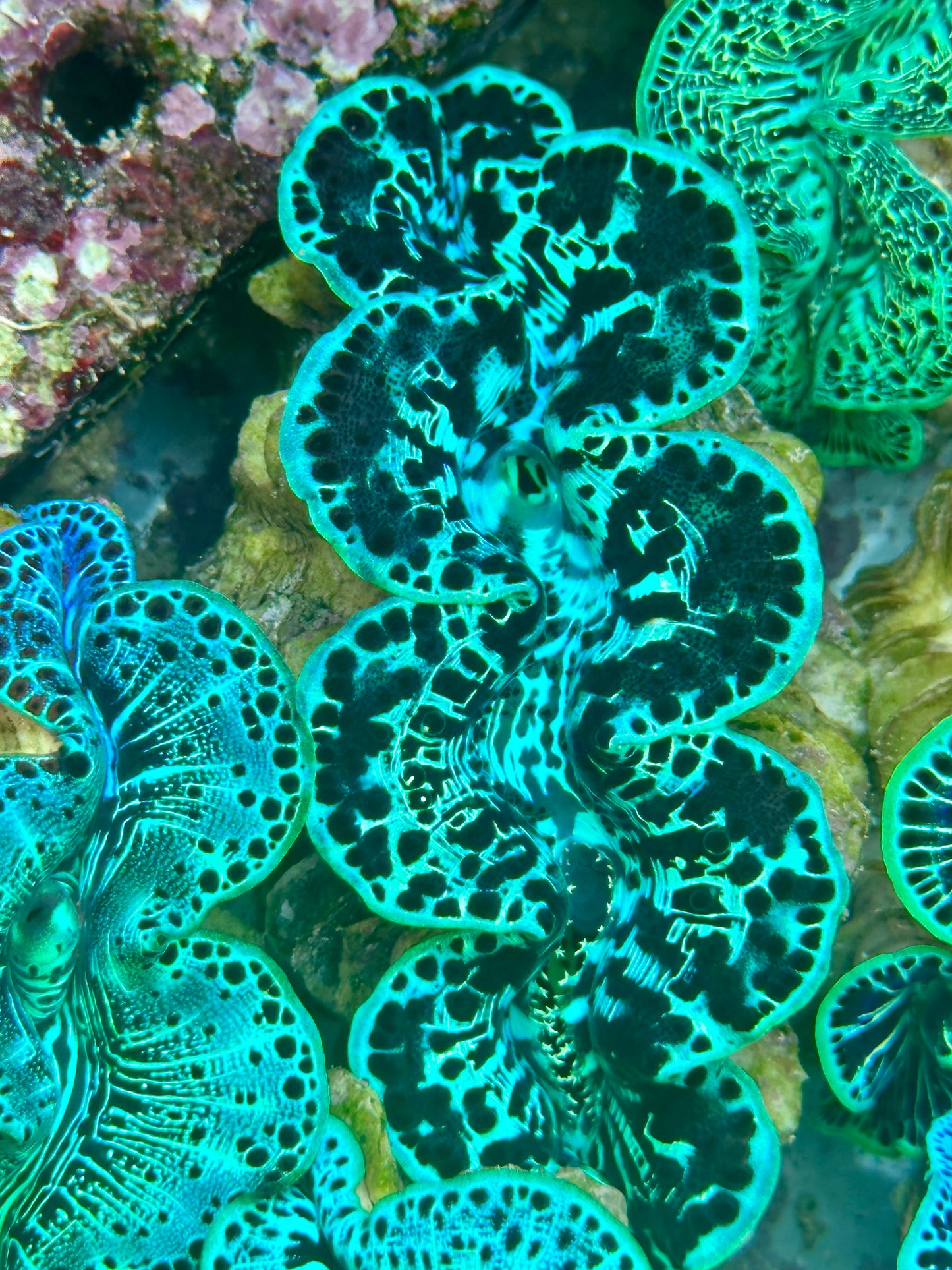 Maxima Clam