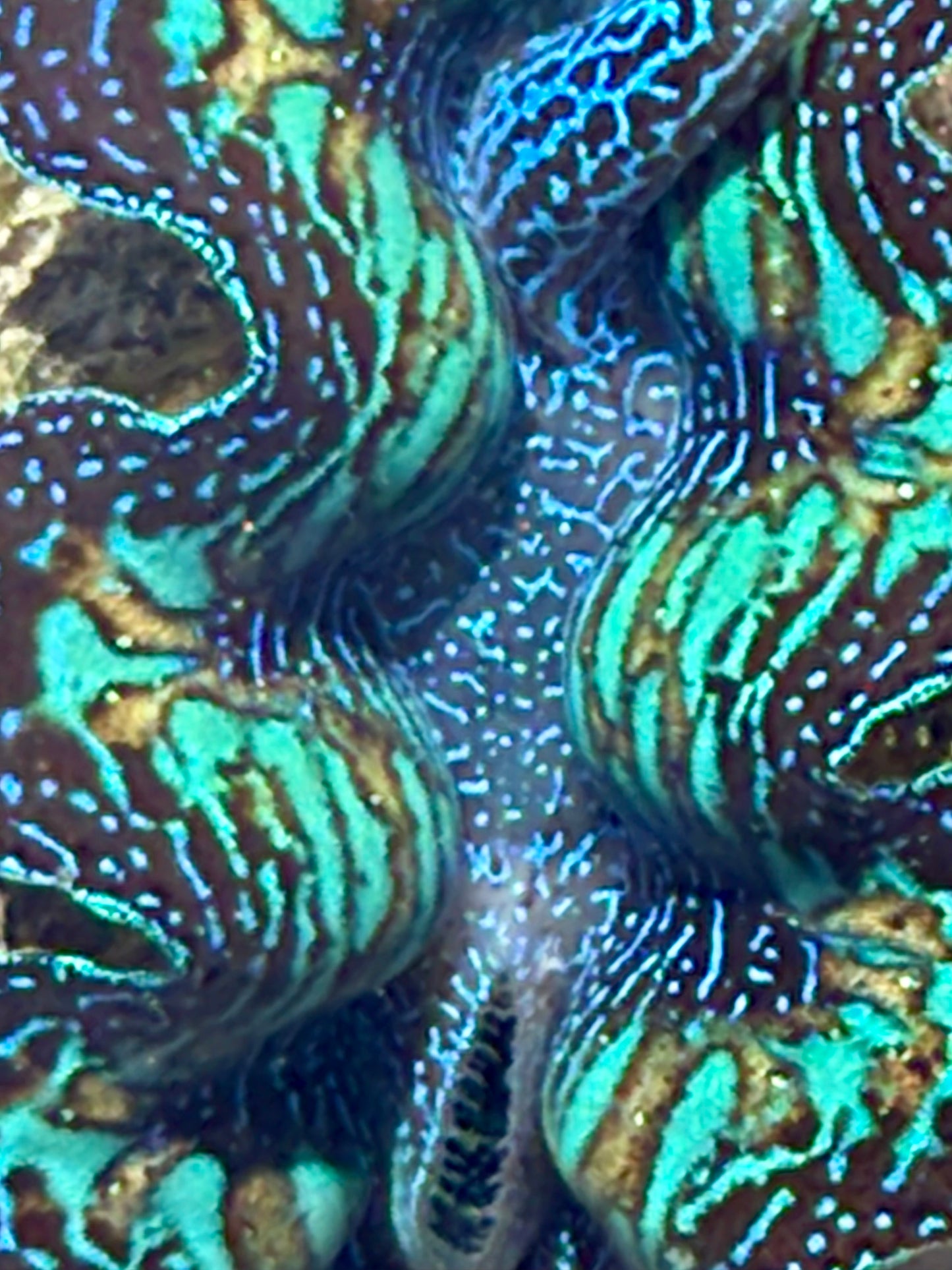 Ultimate Neon Green, Black with Blue Dots with Orange Lines Through out Crocea Rainbow FT3 #14