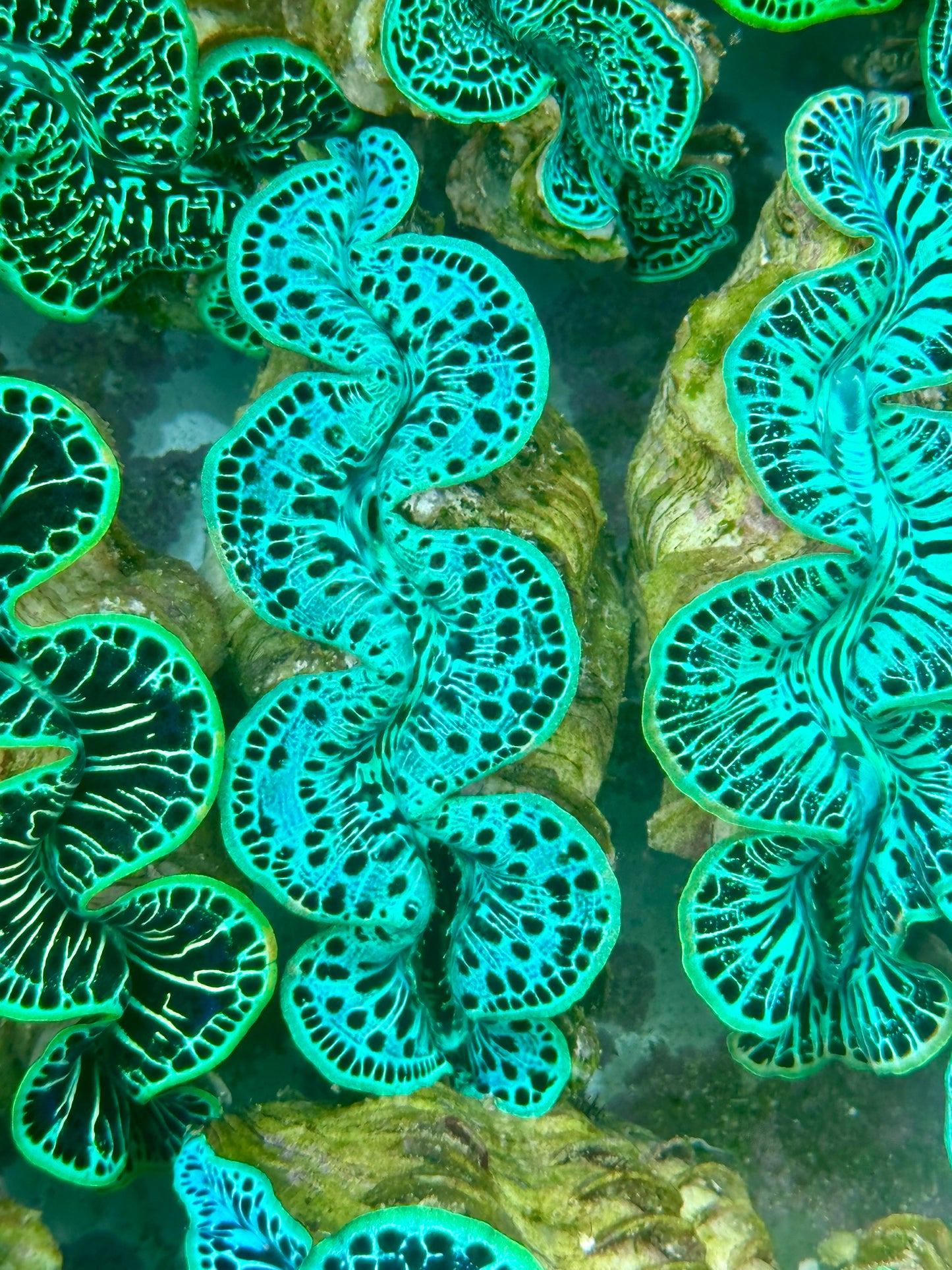 Maxima Clam