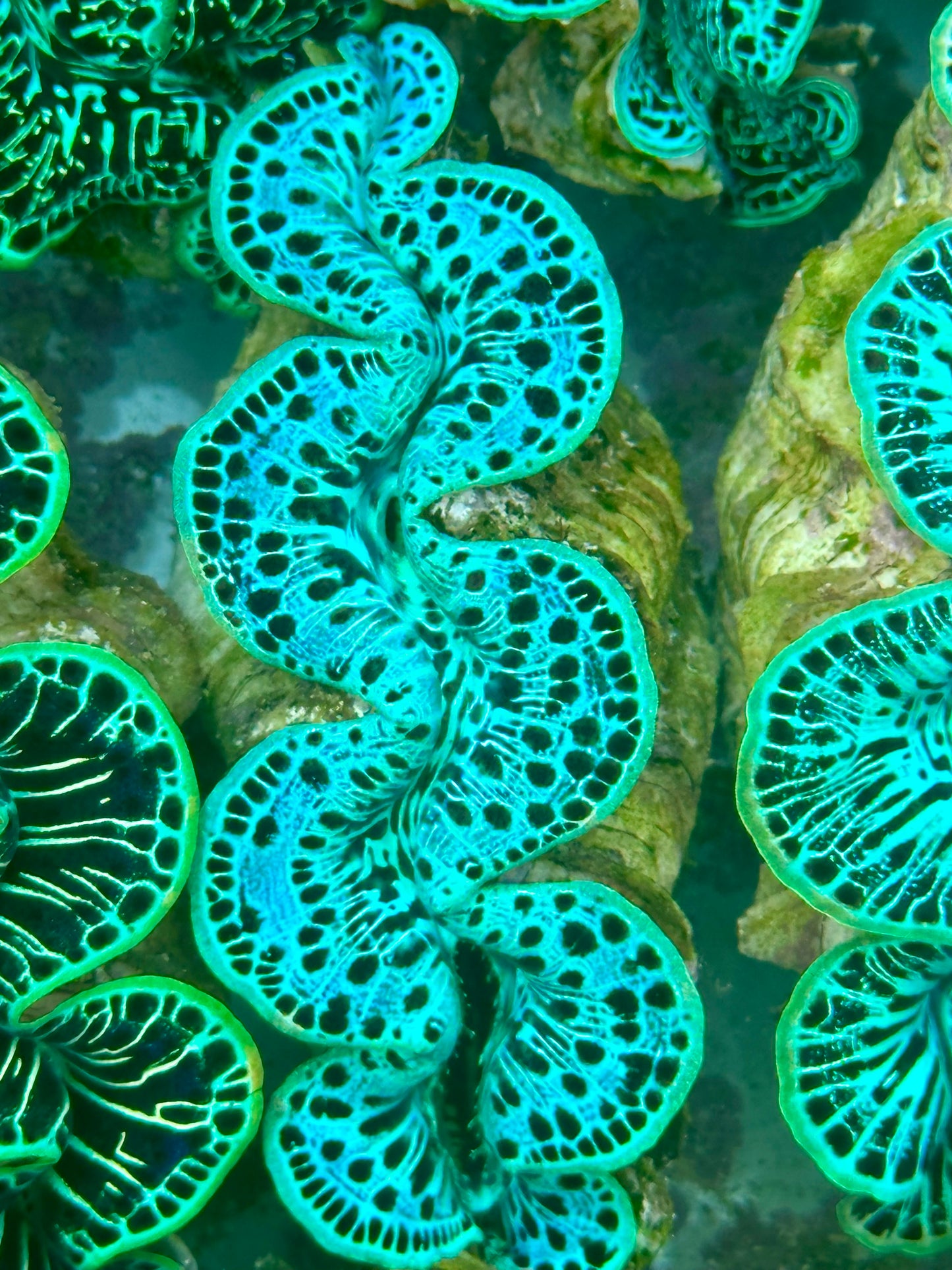 Maxima Clam