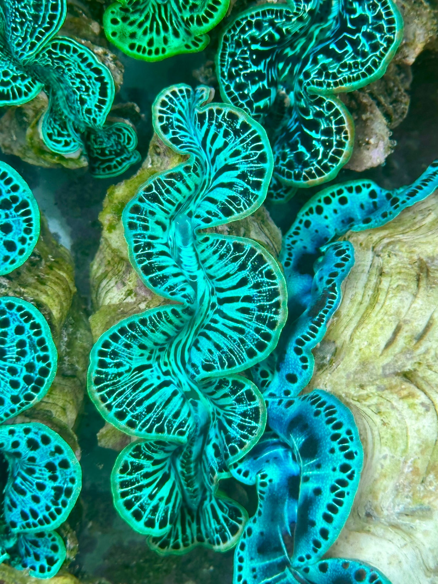 Maxima Clam
