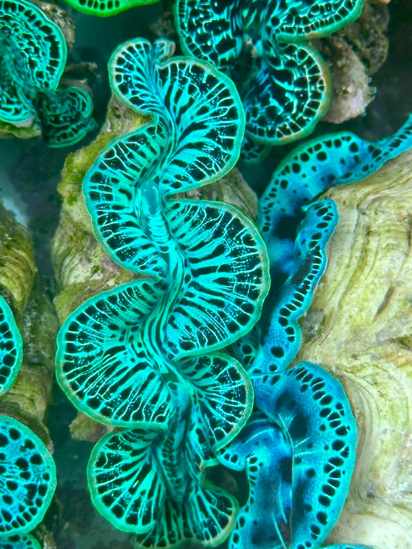 Maxima Clam