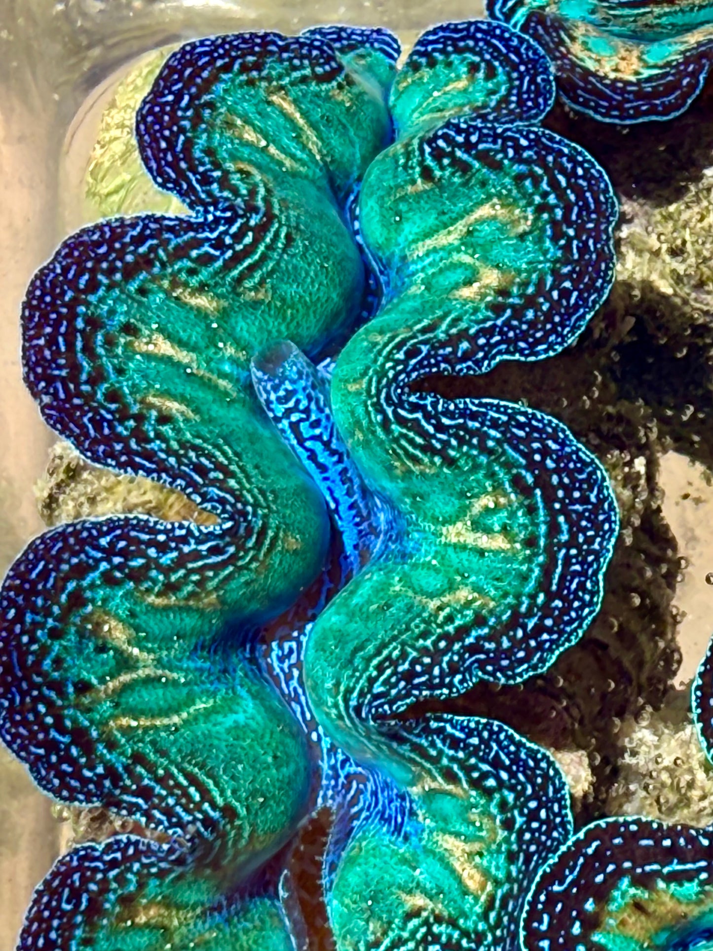 Ultra Crocea Rainbow FT2 #17