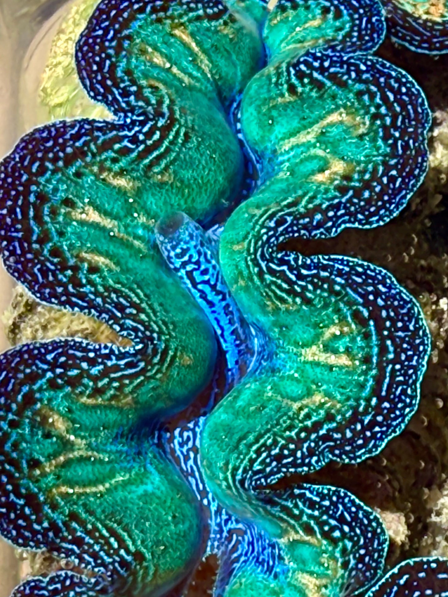 Ultra Crocea Rainbow FT2 #17