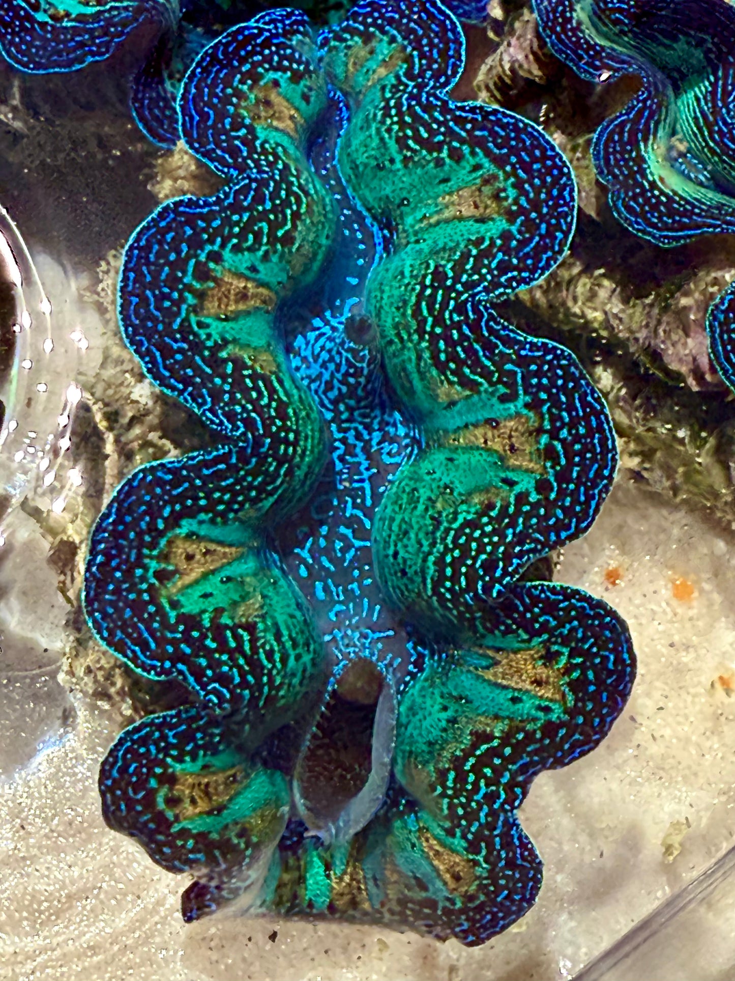 Ultra Crocea Rainbow FT3 #1