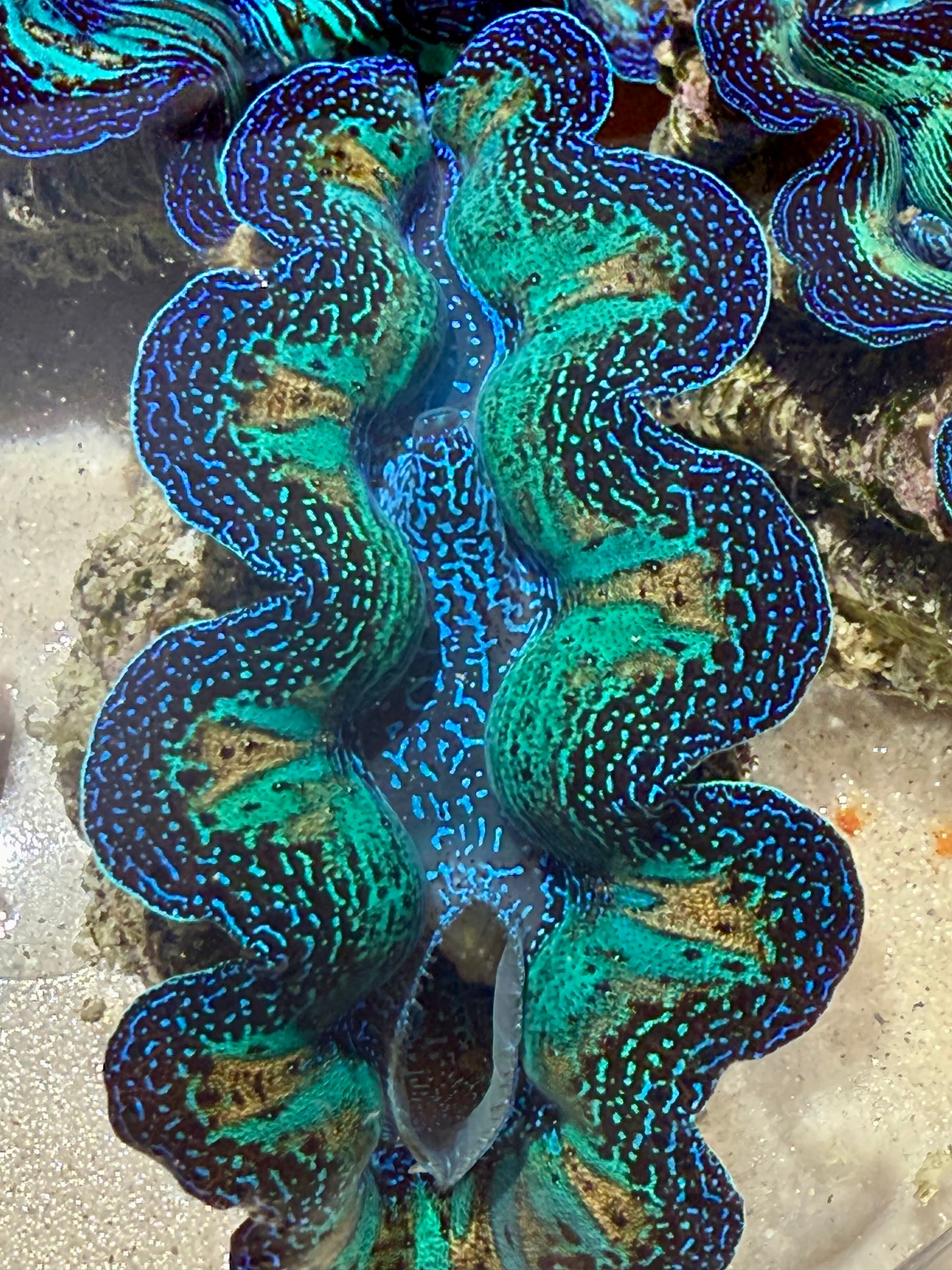 Ultra Crocea Rainbow FT3 #1