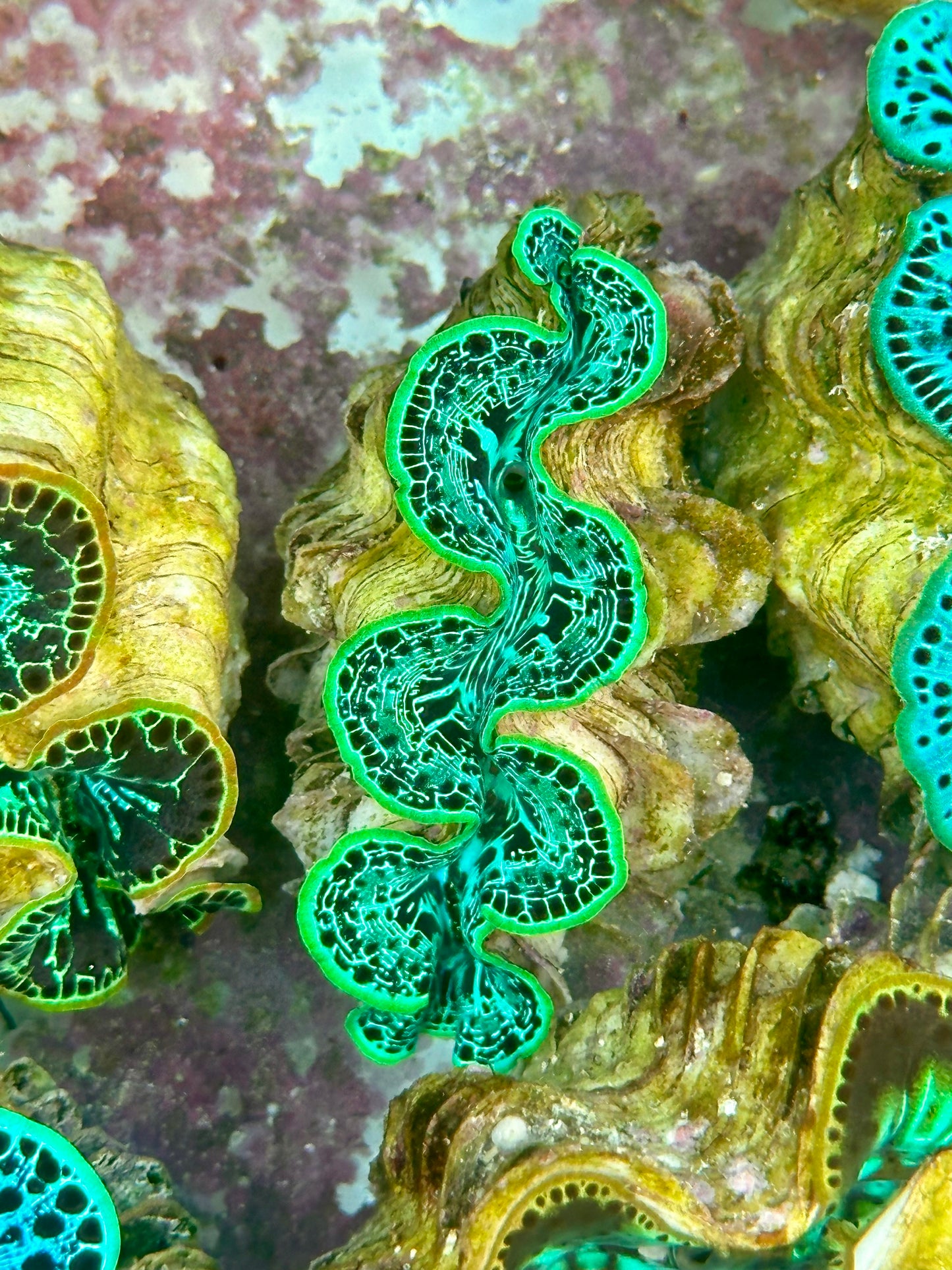 Maxima Clam