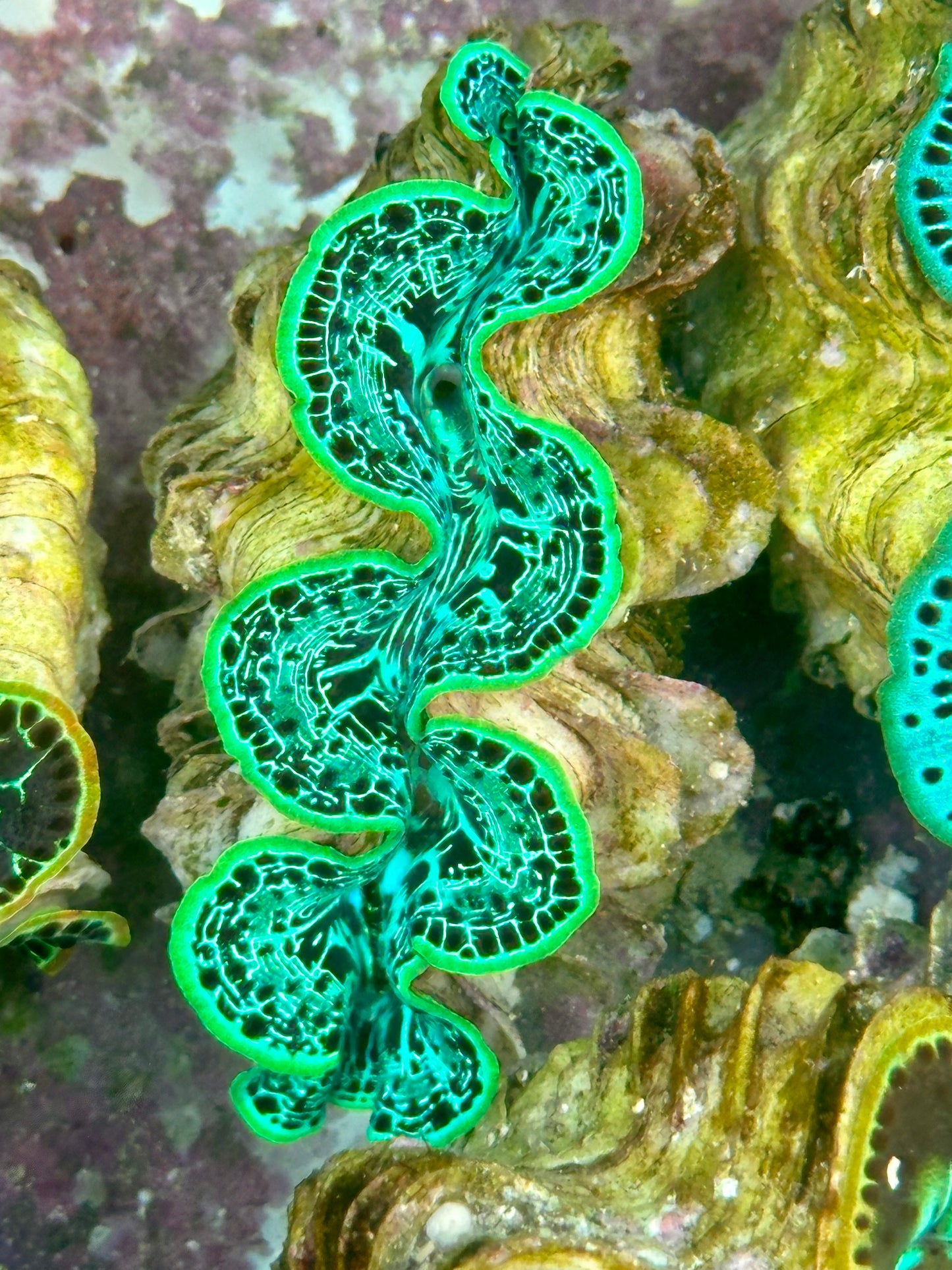 Maxima Clam