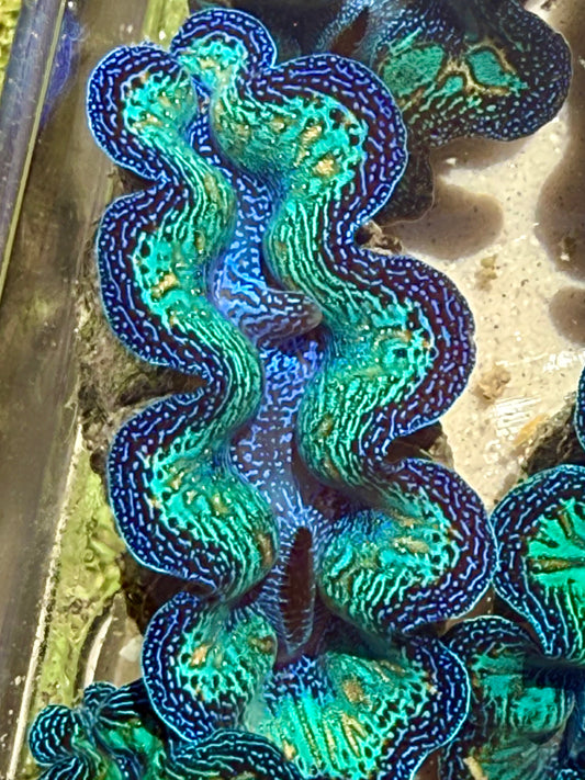Premium Crocea Rainbow Clam FT3 #3