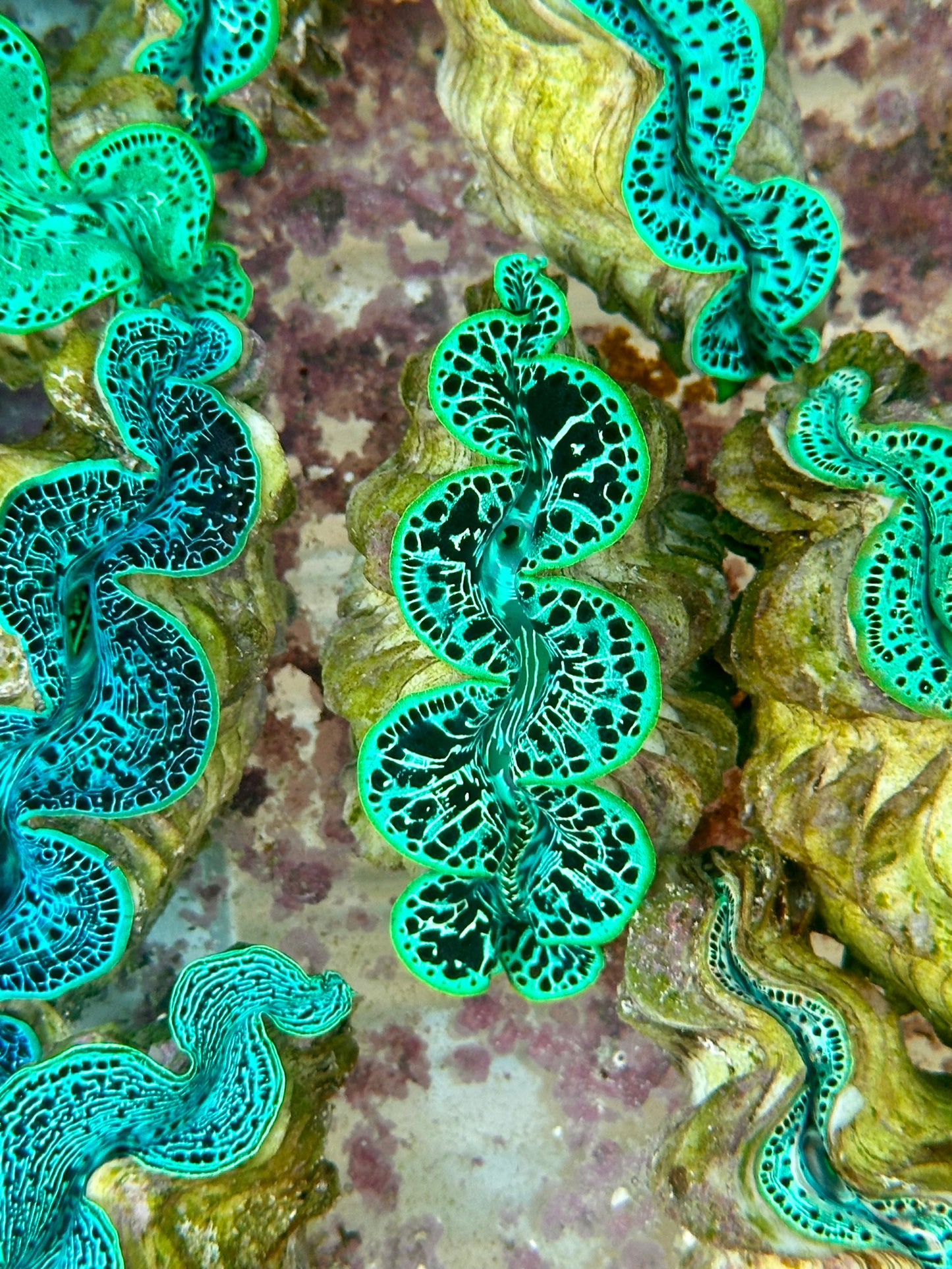 Maxima Clam