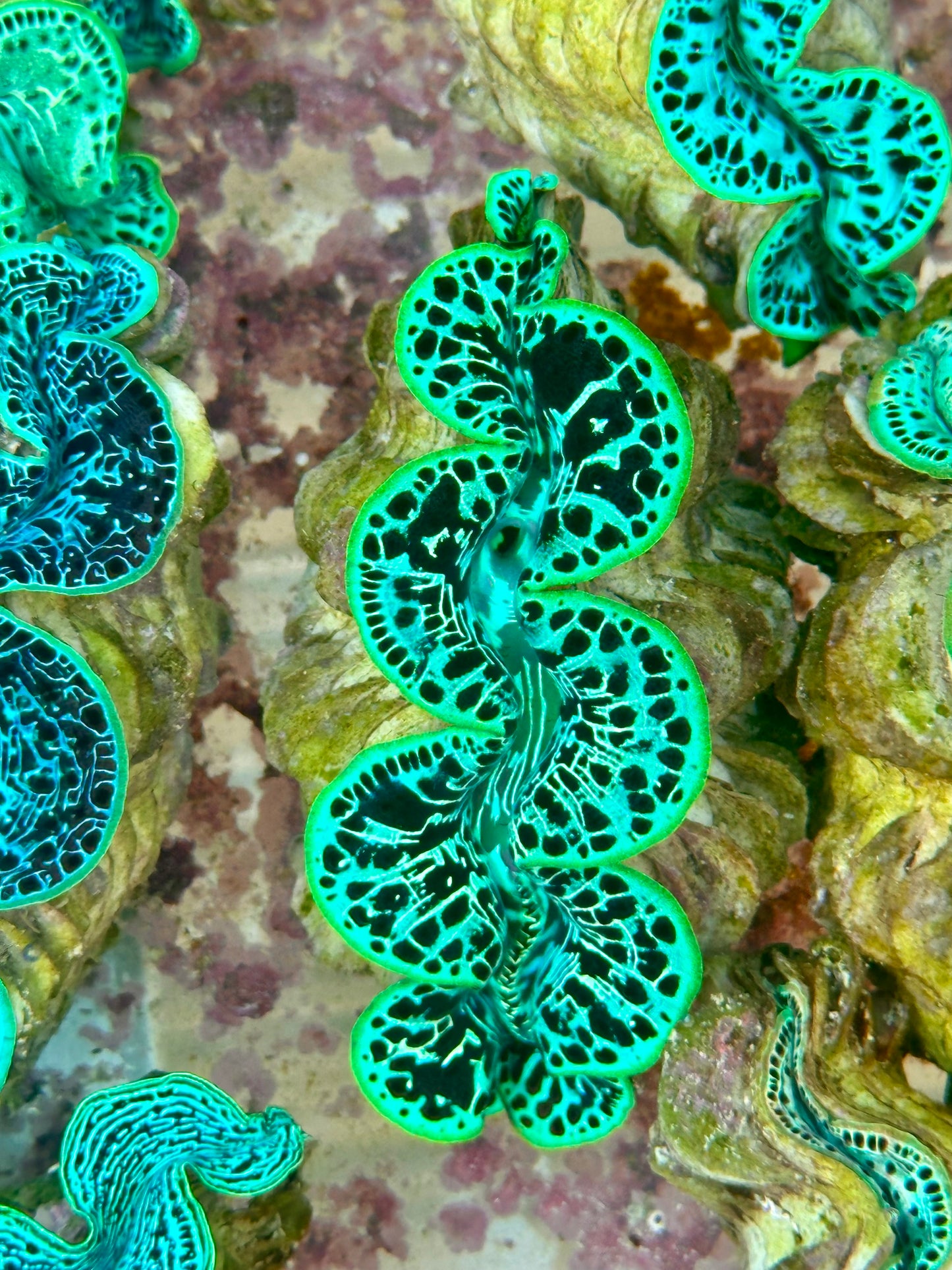 Maxima Clam