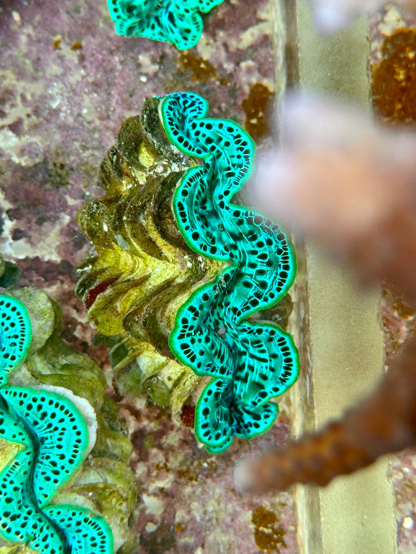 Maxima Clam