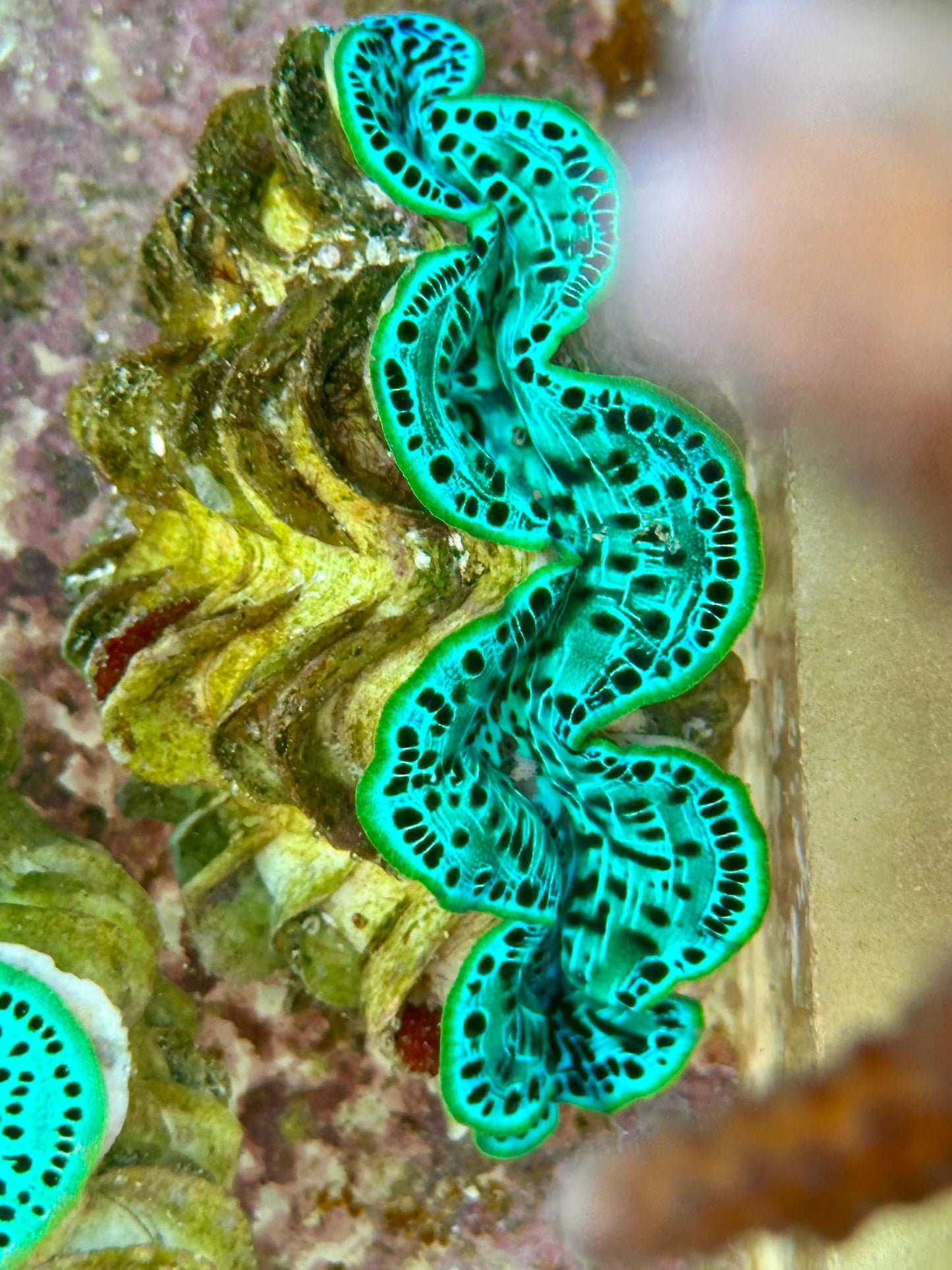 Maxima Clam