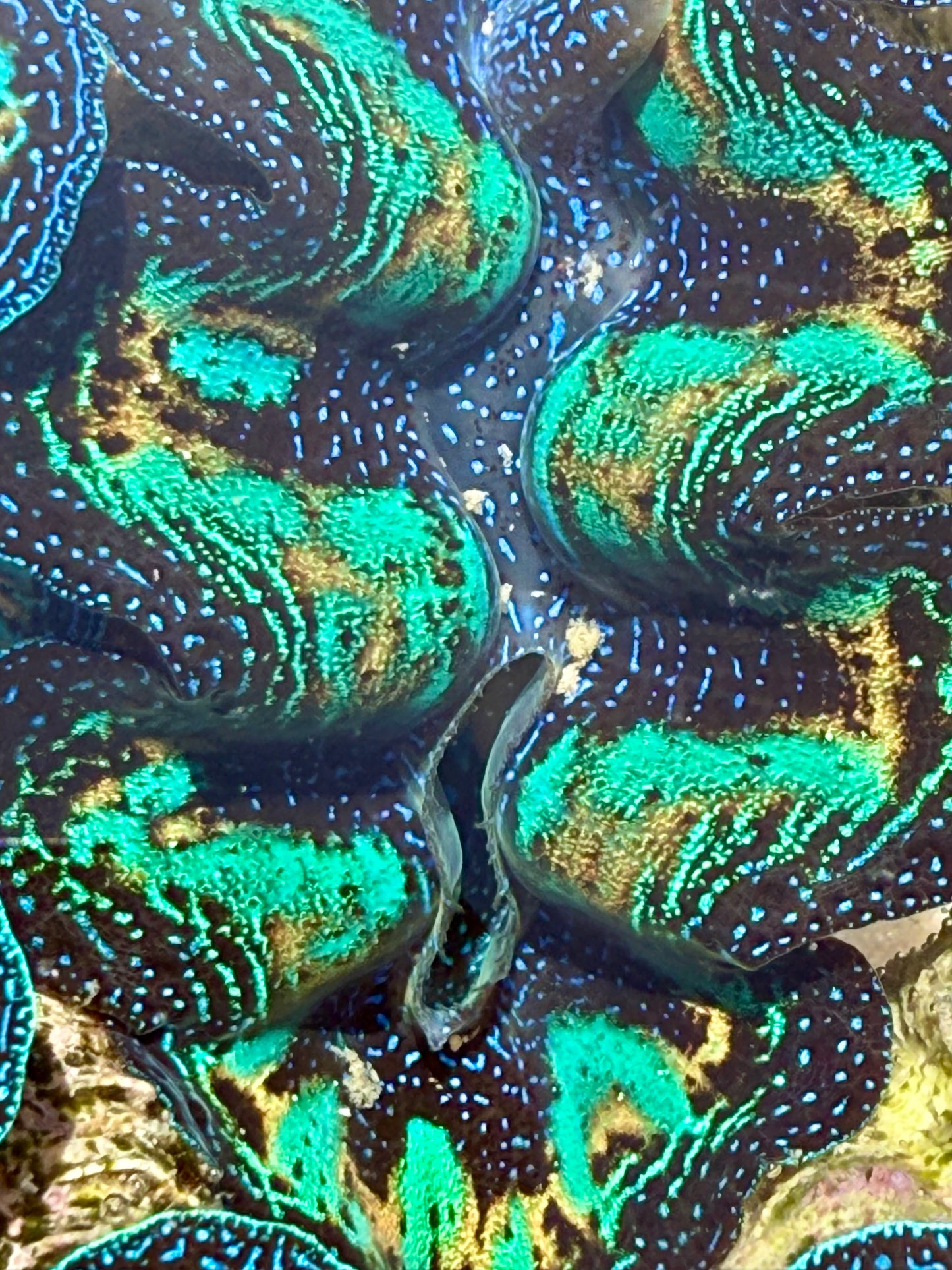 Ultra Neon Green, Blue, and Gold Rainbow Crocea Rainbow FT3 #6