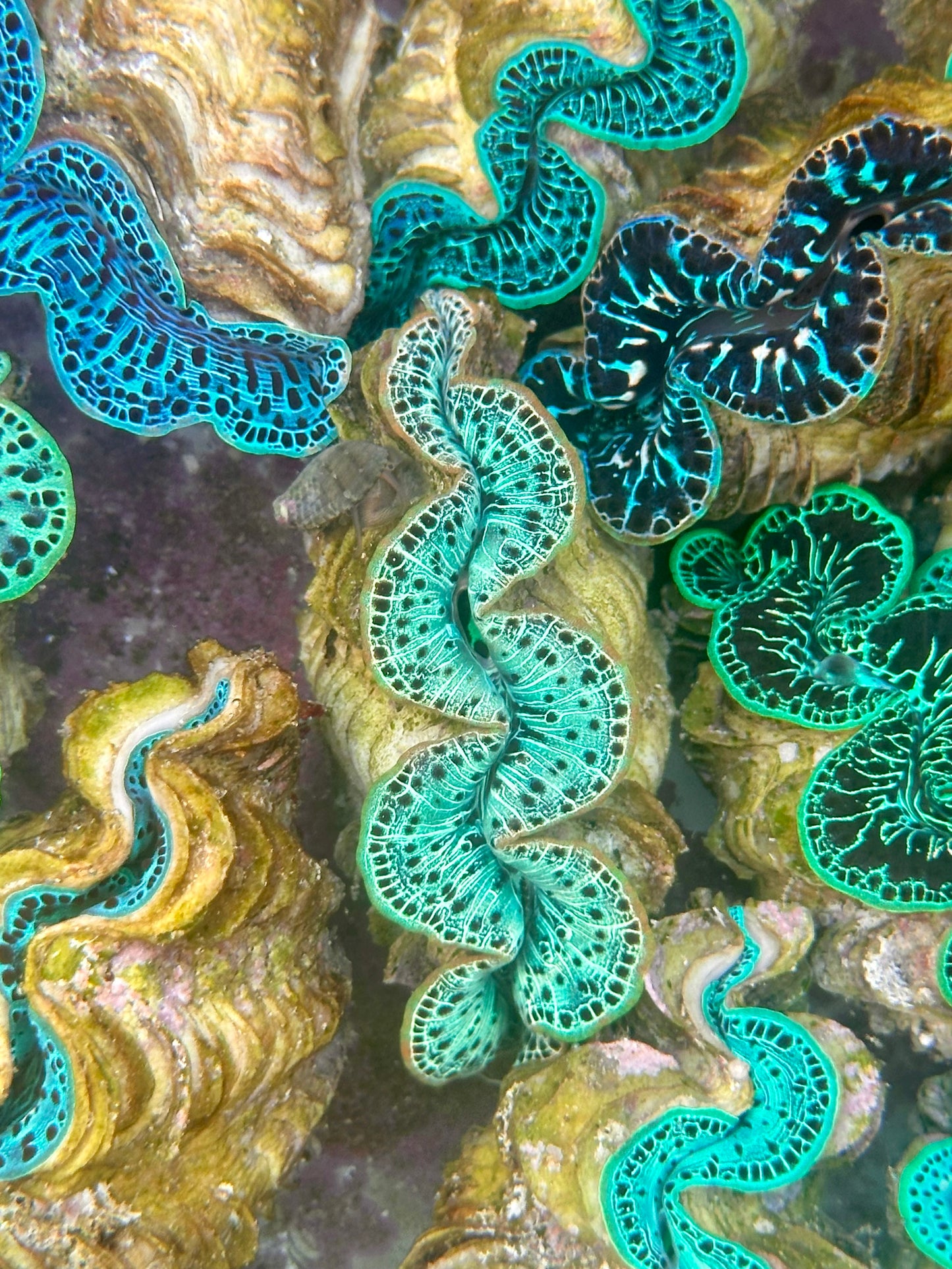 Clam Mania's Ultra Neon Green Orange lips white line Black leopard Maxima Clam