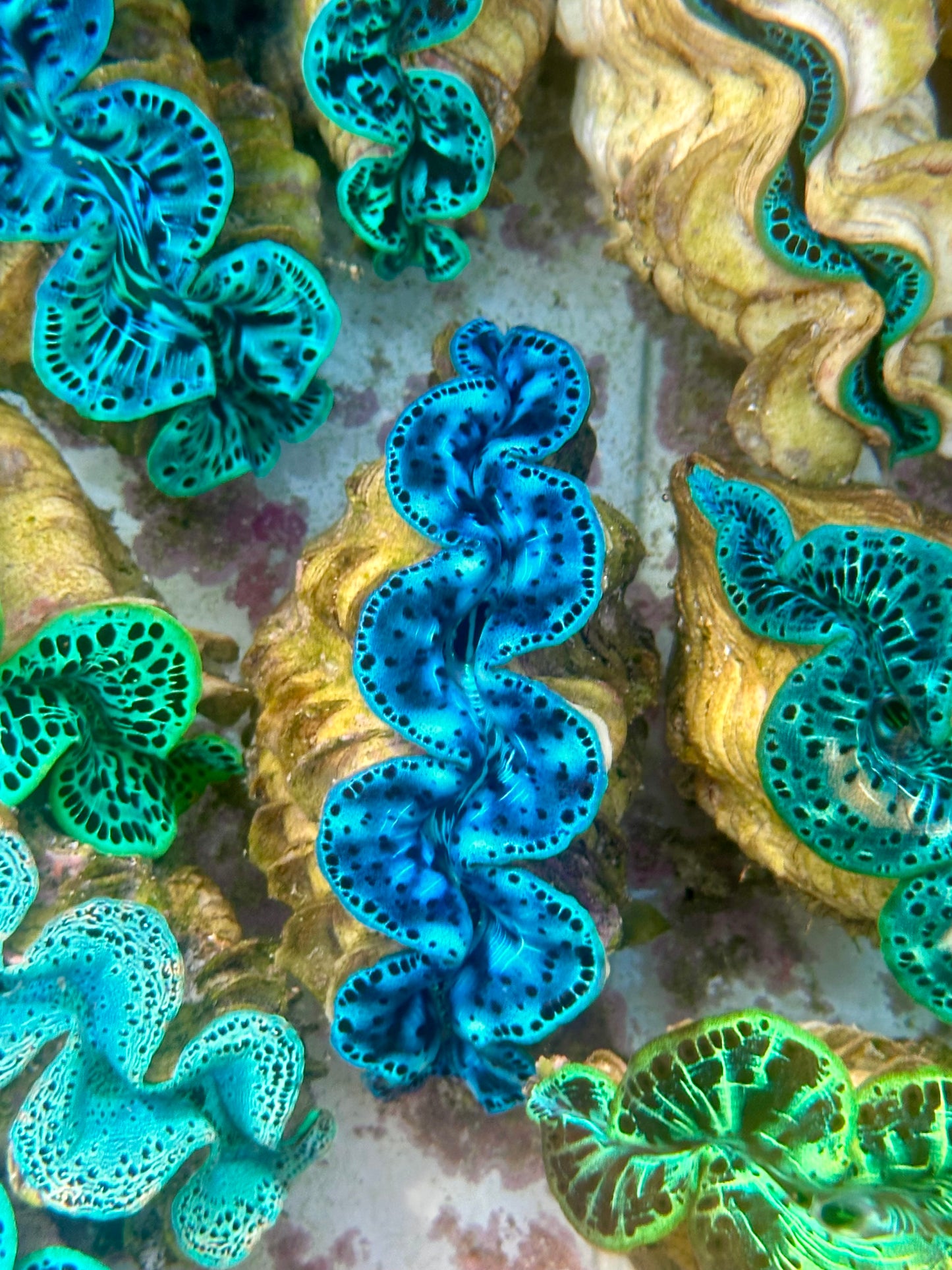 Maxima Clam