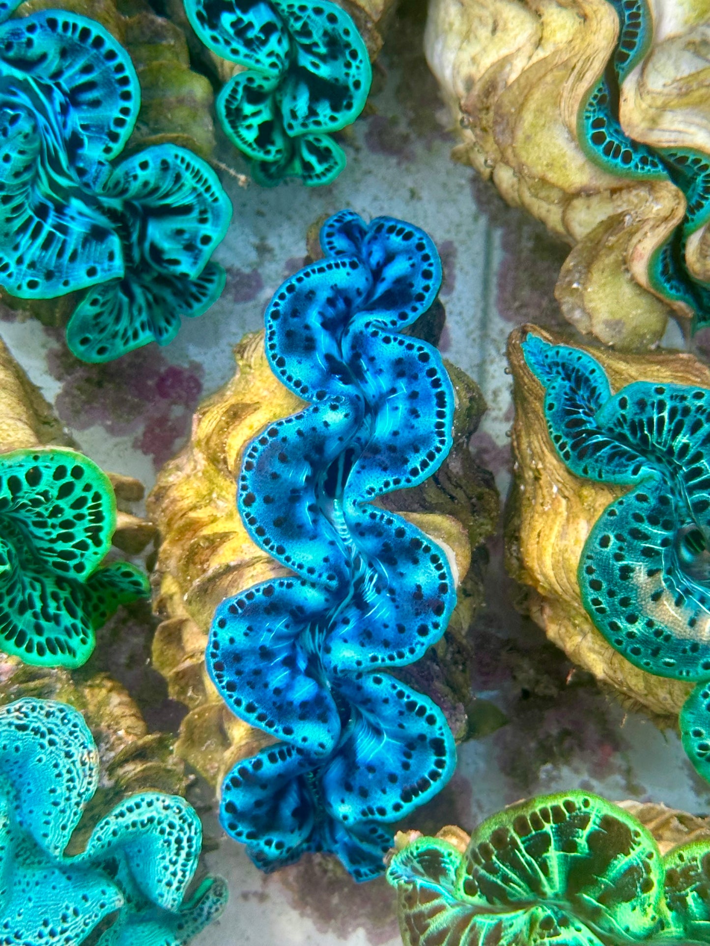 Maxima Clam