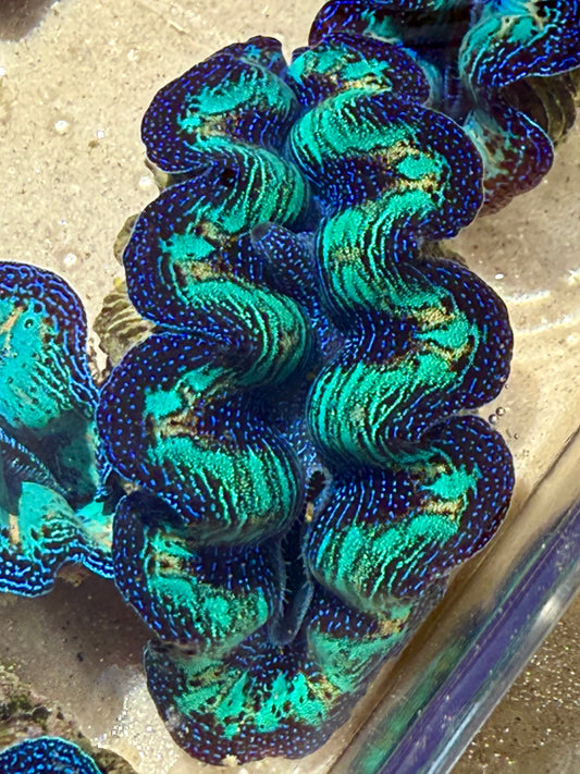 Ultra Crocea Rainbow FT4 #1