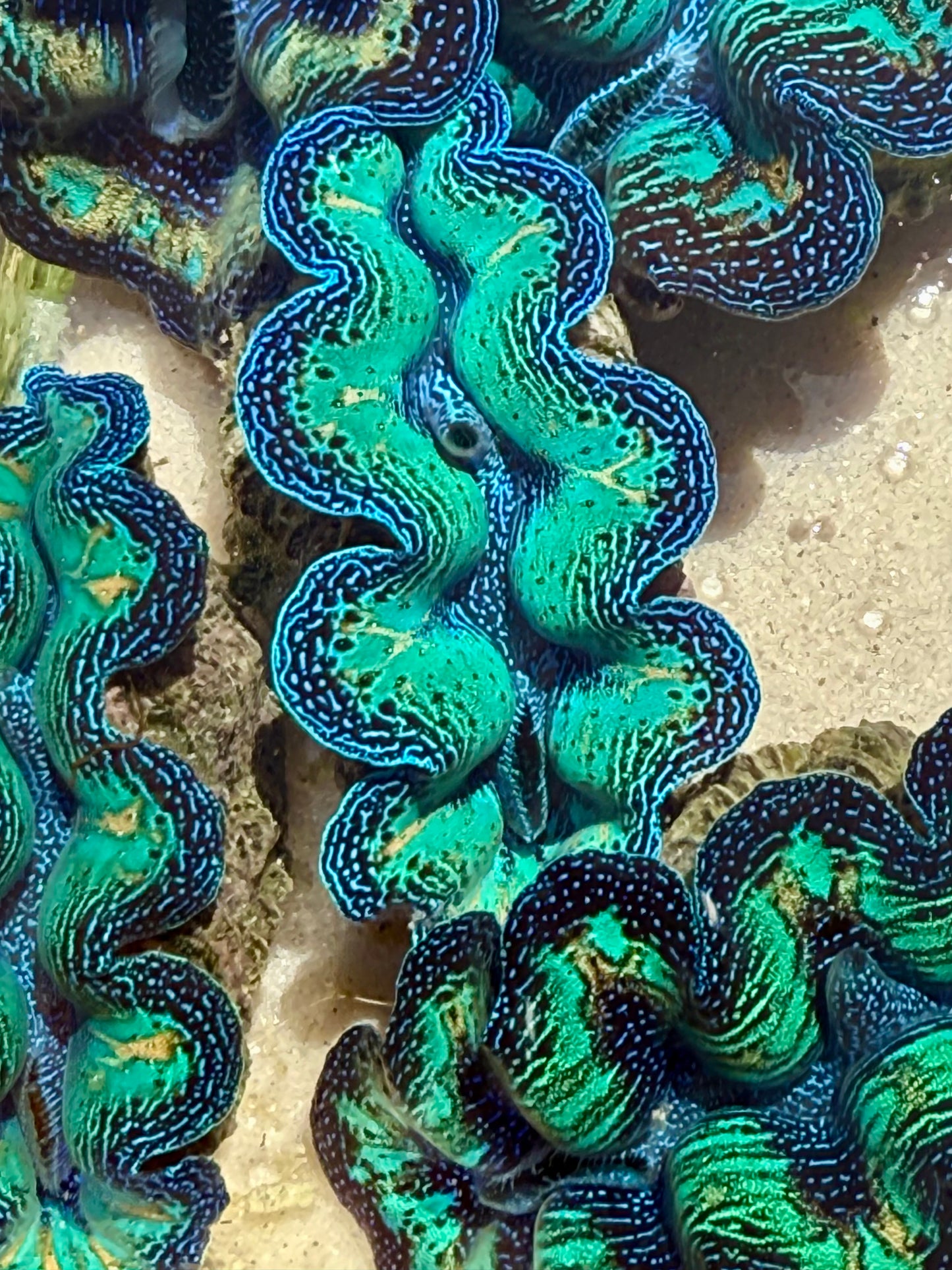 Crocea Rainbow FT4 #2
