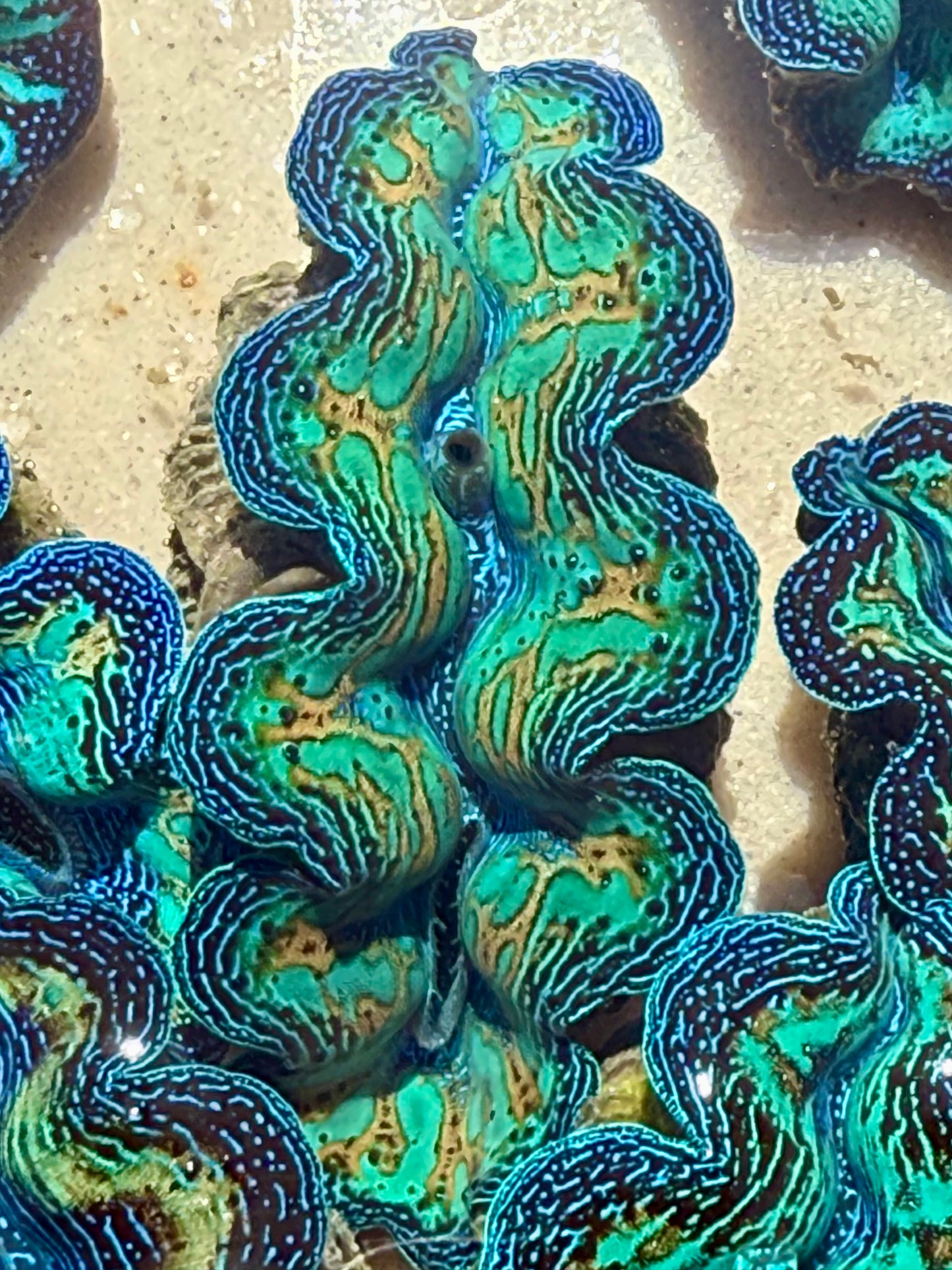 Ultra teardrop Crocea Rainbow FT4 #4