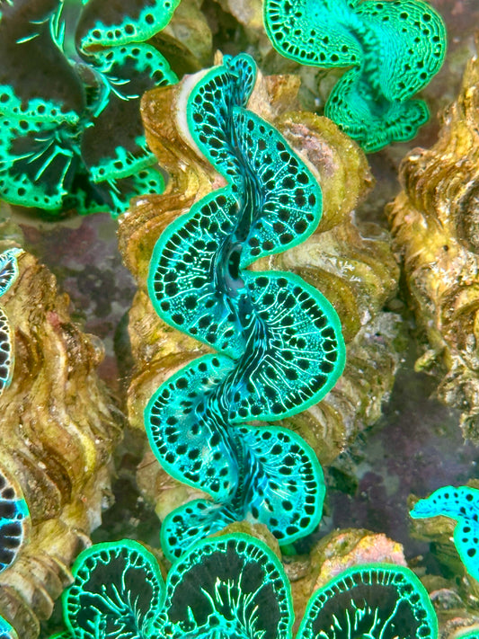 Neon Green White lined with black dots Maxima Clam