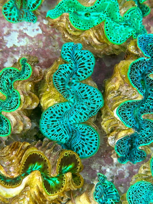 Neon Green with Black dots Maxima Clam