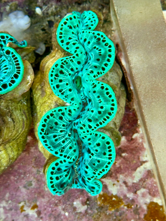 Neon Green Leopard Pattern Maxima Clam