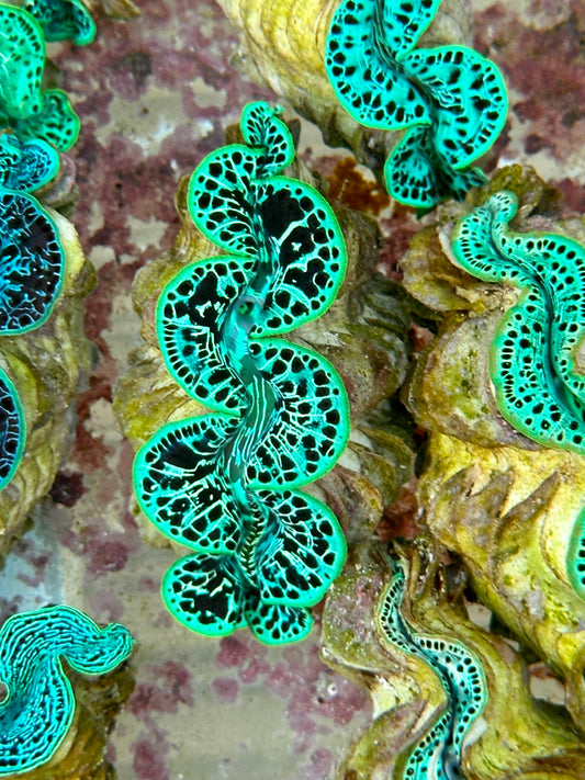 Reticulated Neon lipped Maxima Clam