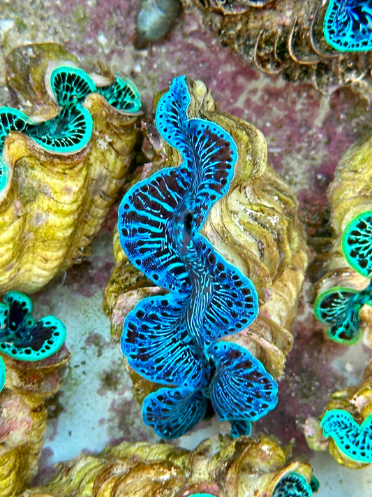 Blue Tiger Clam Maxima Clam