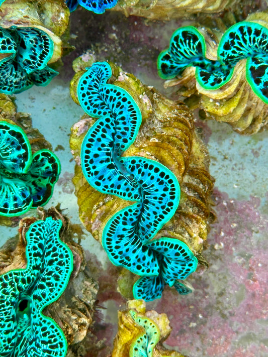 Clam Mania's Ultra Leopard Maxima Clam