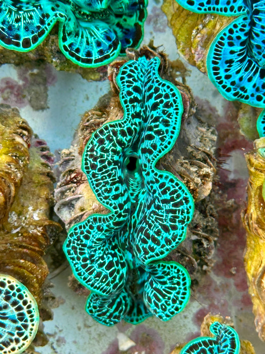 Clam Mania's Ultra Reticulated Maxima Clam