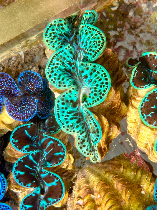 Clam Mania's Ultra Maxima Clam