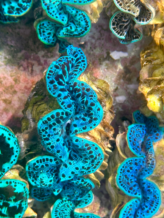 Blue and Black Maxima Clam