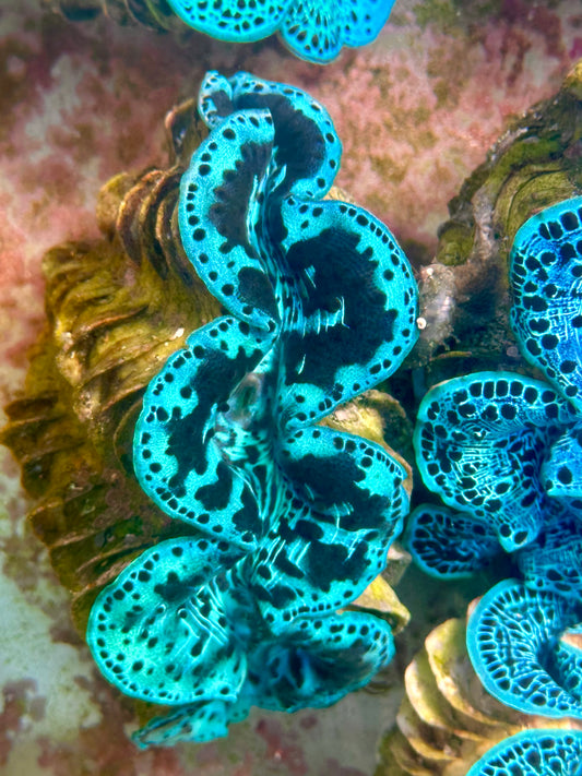 Clam Mania's Black and Blue Maxima Clam