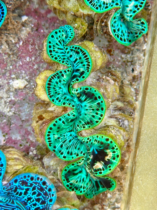 Clam Mania's Ultra Neon Green and Black and One Sided White Line Maxima Clam