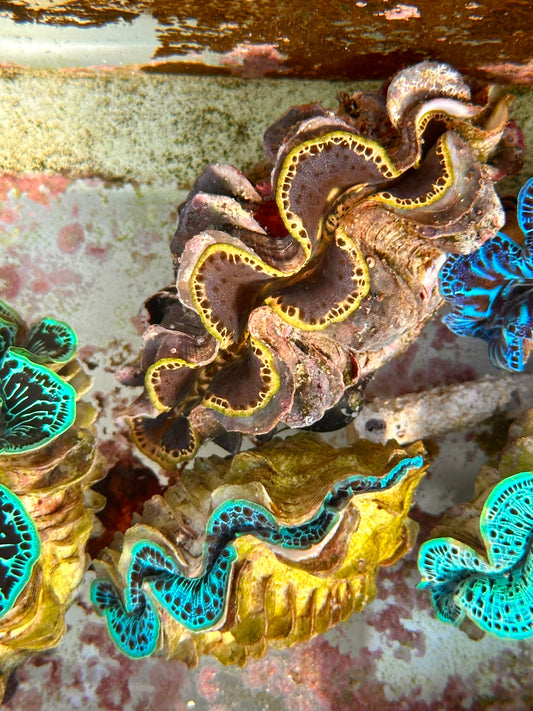 Black and Orange Maxima Clam