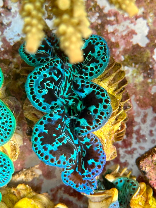 Black and Blue Blotched Maxima Clam