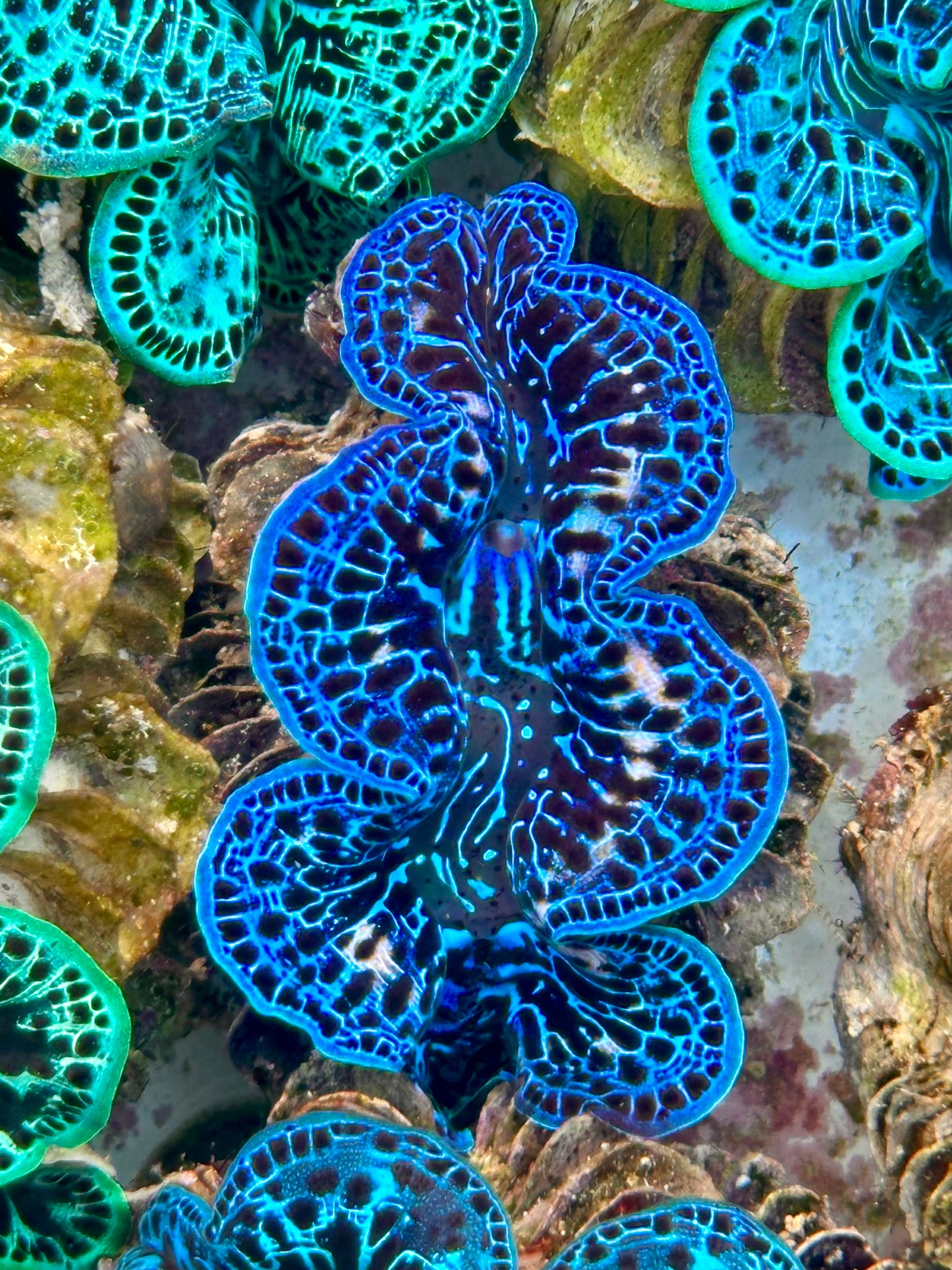 Clam Mania's Ultra Blue Lighting Maxima Clam