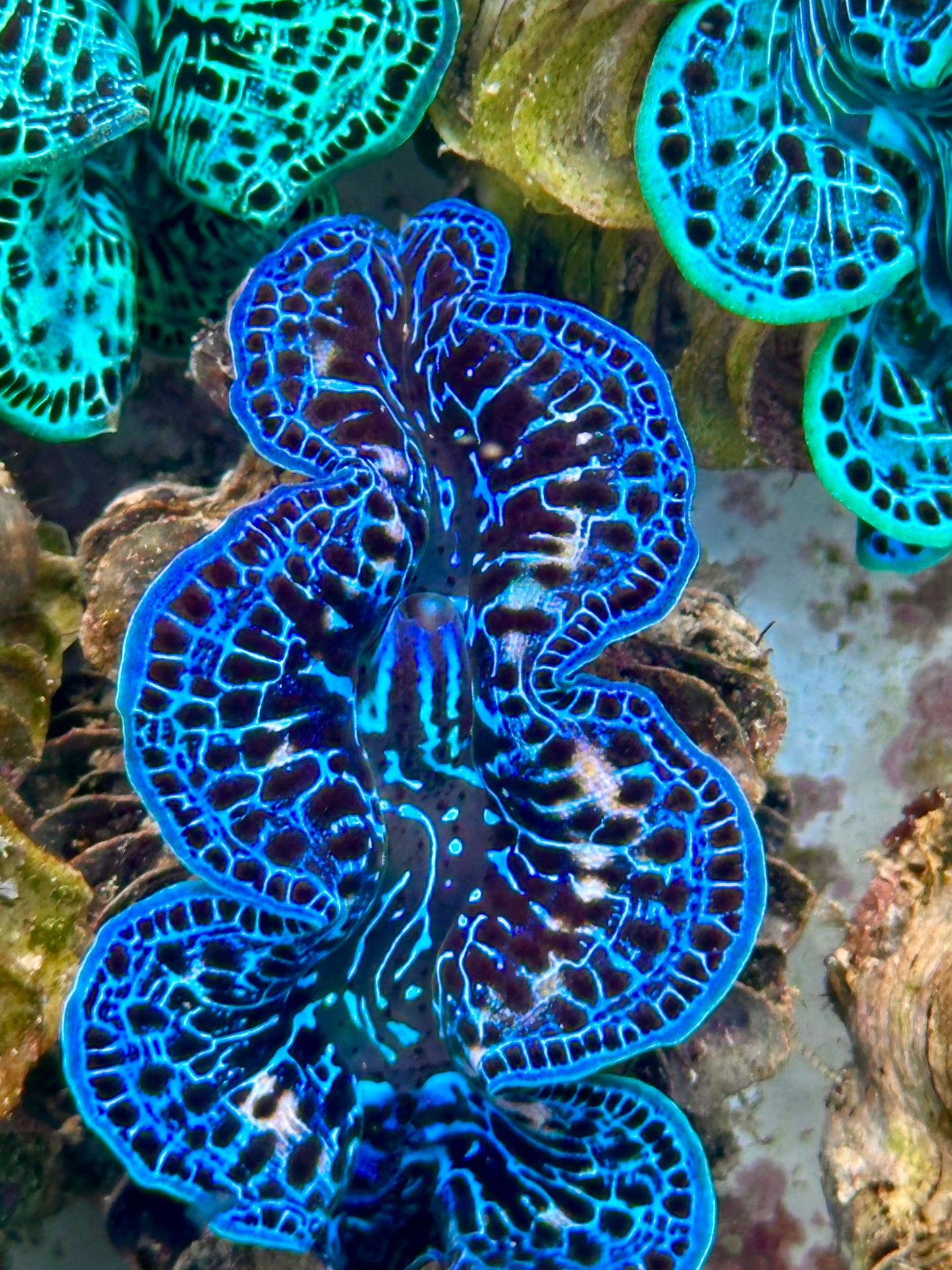 Clam Mania's Ultra Blue Lighting Maxima Clam