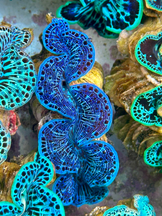 Clam Mania's Ultra Reticulated Beyond Blue Maxima Clam