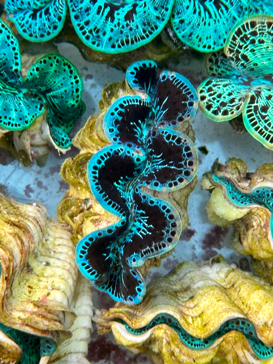 Clam Mania's Partial Rainbow Black and Blue Maxima Clam